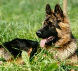 German Shepherd
